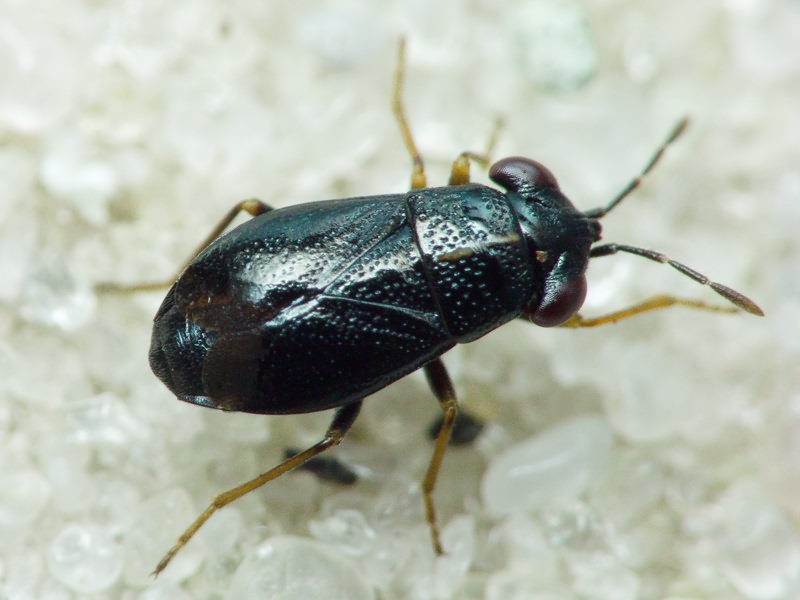 Geocoris ater (Fabricius, 1787)